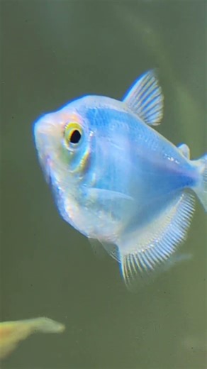Fish are the living jewels of the water 🐠🫧