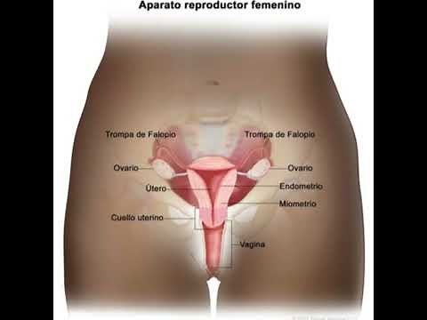 The Male and Female Reproductive System | Anatomy (AUDIO)