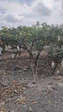這是我看過最漂亮的芒果樹，每一顆樹都超大顆的