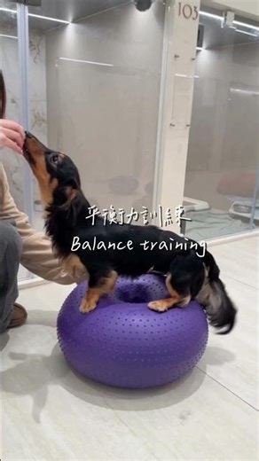 Balance Training for Dogs: Strengthen and Center 🐕⚖️ #pethk #pets