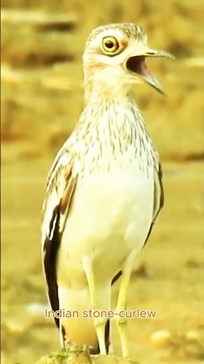 Indian Stone Curlew's Beautiful Singing! #original #birds #birdsong #animals #birdsound #funny