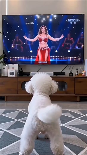 dog dance funny video 🤣 #funny #funnyvideo