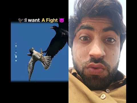 Crow and Hawk Encounter Caught in Mid-Air😱😱