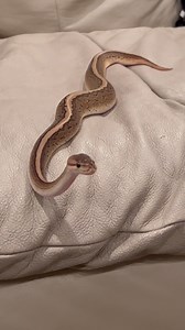 She loves periscoping😍 #ballpython #royalpython #reptiles #reptile #reptilesofinstagram #snake #pets #petsofinstagram #pet #bloodpython #burmesepython #reticulatedpython #carpetpython #boaconstrictor #leopardgecko #beardeddragon #crestedgecko #bof #recessivegang #ballpythons #royalpythons #reels | BALLS of FURY