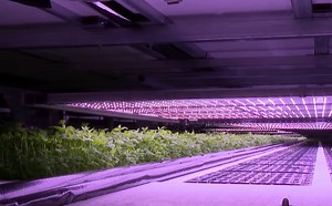 Lietuvoje pradėjusio veikti vertikalus ūkio tikslai ambicingi – užauginamų salotų užteks dešimtadaliui Lietuvos