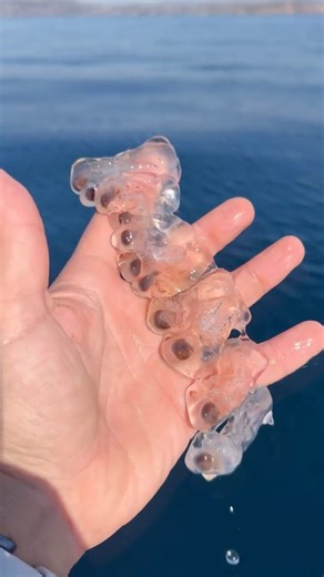 Bill Clements | Here are some interesting facts about Salps: They move by pumping water through their bodies in what’s considered one of the most... | Instagram
