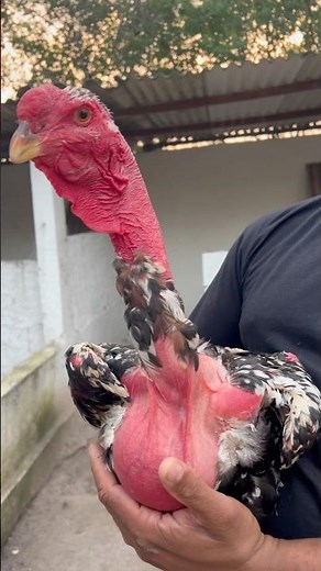 Giant Polish painted figure, incredibly beautiful.