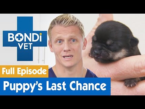 8 Day Old Puppy Is Going To Die | FULL EPISODE | E13 | Bondi Vet
