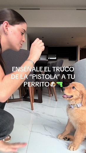 Aprende a enseñar trucos a tu perro Golden Retriever