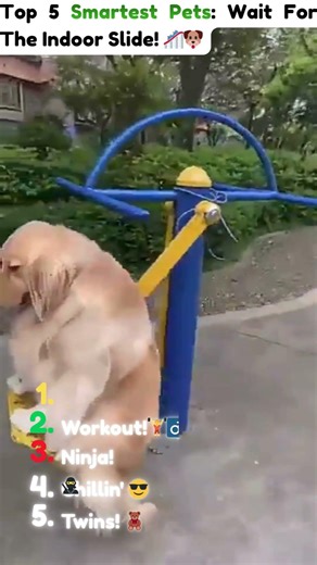 Top 5 Smartest Pets You Won't Believe! 🤯🐾 #shorts #viral #funnyanimal