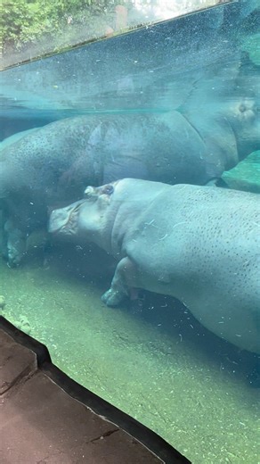1.2K views · 187 reactions | The Saint Louis Zoo’s River’s Edge is home to three female Nile hippos. They are herbivores that spend most of the day in water to stay cool. They’re interesting..類 #hippo #hippopotamus #nilehippos #stlouis #stlouismo #stlouiszoo #zoo #wildlife #nature #zoolife #fypシ #highlights #fbreels #fbreelsfypシ゚ | Josh Tongco | Facebook
