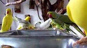 1.7K views · 97 reactions | That's called parrots paradise. | Lahore birds | Facebook