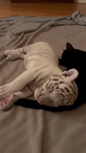 𝐘 𝐀 𝐌 𝐀 𝐓 𝐎 🪽 on Instagram: "The White Ghost of the Jungle Yamato was a man of two worlds. Born in the rugged, icy expanses of Alaska, he was a seasoned survivalist used to tracking wolves in the snow. However, driven by a deep curiosity for biodiversity, he found himself deep within the humid, emerald labyrinth of the Sumatran rainforest. One afternoon, while navigating a dense thicket near a muddy riverbank, he heard a high-pitched, rhythmic whimpering. Expecting to find a common jungle