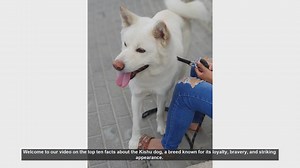 Top 10 Fascinating Facts About the Kishu Dog
