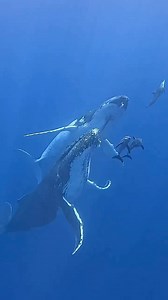 Beautiful French Polynesia! 🐋🐬🦈🐠🪸🩵🫶🏻 🎥 @globetrottingbaes #dolphins #whales #oceanlife #underwaterphotography #diving #frenchpolynesia🇵🇫 | Champions for Cetaceans