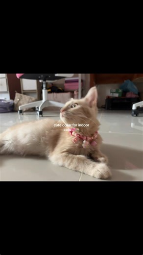 Adorable Collars for Indoor Cats and Dogs