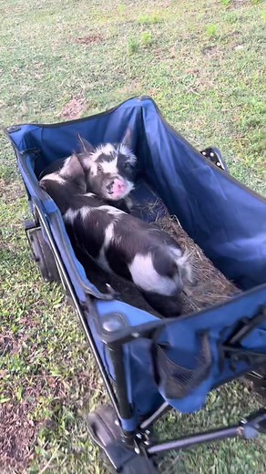 Introducing Knuckle Bump Farm’s newest residents, Jennifer and Jason! They are Kune Kune piglets born May 13th🥰 #kunekune #piglets #jennifer #jason