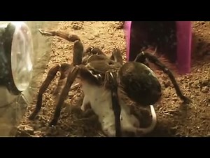 Tarantula (Theraphosa blondi) eating mouse