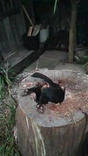 Determined Pup Explores Hollow Tree Stump || ViralHog