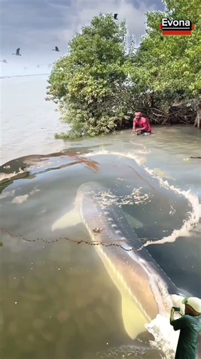 Crazy Catch! A Super-Massive Sturgeon Caught on the Riverbank - The Results Are Amazing🐟🔥