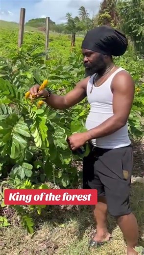 Why Farmers Are Hiding This Powerful Plant #farming #medicinal