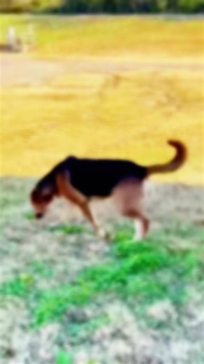 💙 The Best Part of Your Day Starts at Home 💙 Bruno 2 • M • Shepherd mix • 2.5 years • 88 lbs • Dog-friendly • People-loving Bruno has been waiting far too long in the pound, and it’s time he gets a real chance to show who he is. He’s not the loud one or the flashy one. He’s the dog who makes the day feel lighter the moment you walk through the door. 😌 Easygoing, steady 🛋️ The perfect decompress-after-work companion ✨ Happy to fit into whatever your day looks like Bruno is comfort after a lon