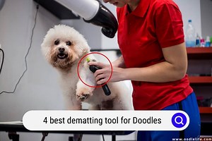 The 4 Best Dematting Tool For Doodles In 2025 - OodleLife®