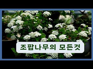 Types of Poplar Trees and How to Grow Them