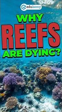 Caribbean Reef Crisis 🚨 | Hard Coral Cover Plummets 48%