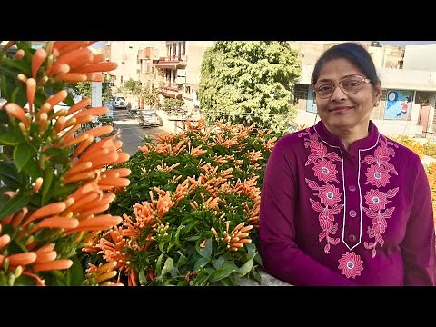How to grow Orange Trumpet Vine with Aruna Agrawal