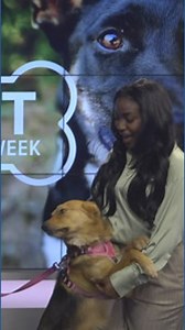 Happy, affectionate Lola is Grand Companions’ Pet of the Week