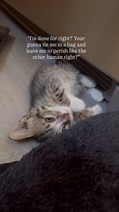 107K views · 38K reactions | “Do you think you can pick up a kitten...