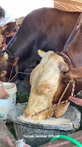 6.4M views · 10K reactions | Sapi Jumbo Makan Comboran Lumajang Farm #reels #viral #sapi #cow | Ozi Sapi | Facebook