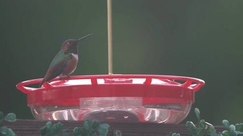 Allens Hummingbird Adult Male Perched On Stock Footage Video (100% Royalty-free) 4006369435 | Shutterstock
