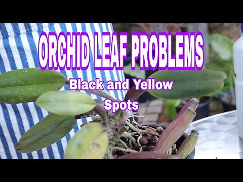 Orchid Leaf Spots ,Yellow and black spot Treatment guide