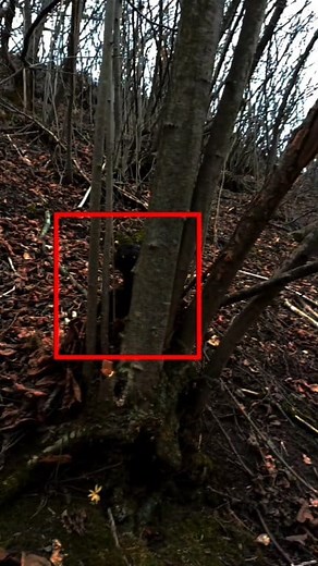 Mythical creature actually got into the frame of the video and the hunter was lucky in the forest | Alien - UFO and mysterious creatures from all over the world