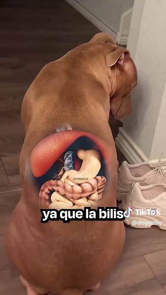 Vomito amarillo en perros: ¿Qué significa y por qué ocurre?