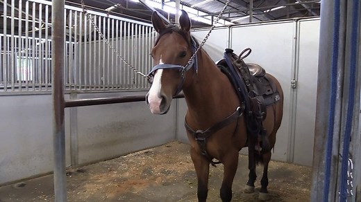 44K views · 1.1K reactions | As promised, here is an exclusive, behind-the-scenes look at the world-famous LAPD Mounted Unit. You will hear what it takes to be a member, both as an officer and a horse, of this elite unit. Stay tuned until the end of the video for a rare opportunity to see them in training. | LAPD Headquarters | Facebook