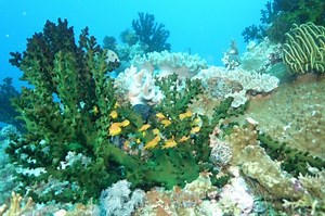 Machine learning predicts biodiversity and resilience in the Coral Triangle | Newswise