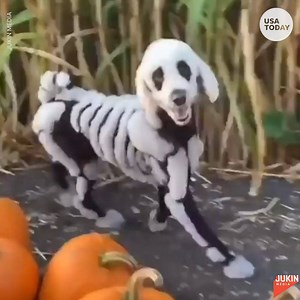152K views · 135 reactions | Zeus the poodle was groomed by his owners to look like a skeleton for Halloween. | USA TODAY Video | Facebook