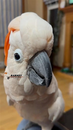 Oops! I meant to do that 🤣😂 #barneythewestcoastcockatoo #cockatoo