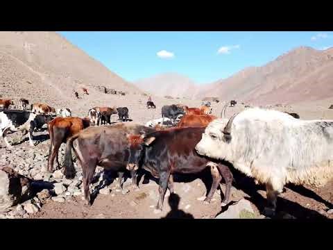 Most powerful Mountain Yak vs Bulls Meeting ||Yak vs cow||