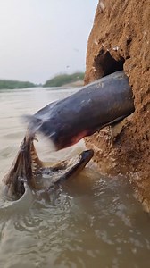 Fish video #fish #reels | Fisherman Animal Lover-Original