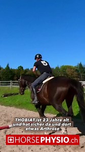 Arthrose! Sollte das Pferd noch geritten werden￼? THOBIAT ist 23 und ist noch ganz gut in Form. Viele Pferde die auf Altersweide kommen geben rapid ab mit der Muskulatur damit sicherlich nicht fördernd bei Arthrose, meine Meinung⁉️#horsehealth #pferdegesundheit #horsephysio #arthrosepferd #horse #cheval #chevalpassion | Horsephysio