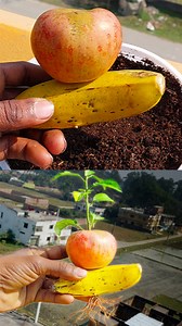 50K views · 477 reactions | How to grow Apple tree from apple fruit for beginners | Rana Craft | Facebook
