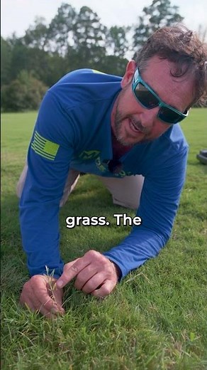 How does Bermuda Grass Spread?