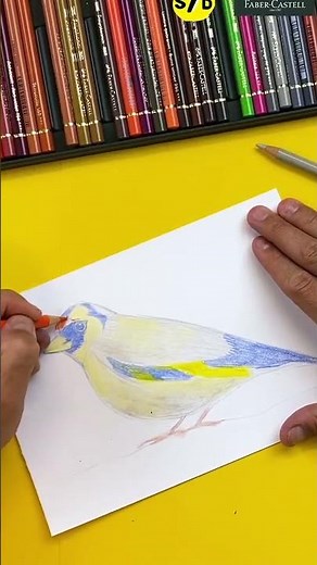 Dessiner un oiseau aux crayons #polychromos