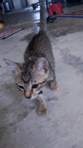A very playful and naughty cat that loves having fun.” 🐾 Nobita প্লে