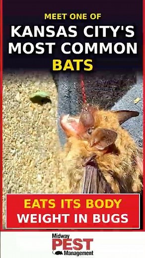 Bats in your KC attic? Here’s how they get in 🦇