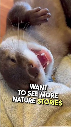 Adorable and Clever: Understanding Otter Behaviors 🦦✨ #otters #adorableanimals #cuteanimals